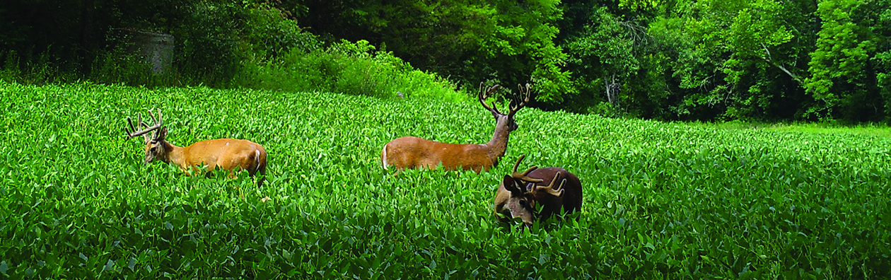 Buck.It Ready deer in performance food plot