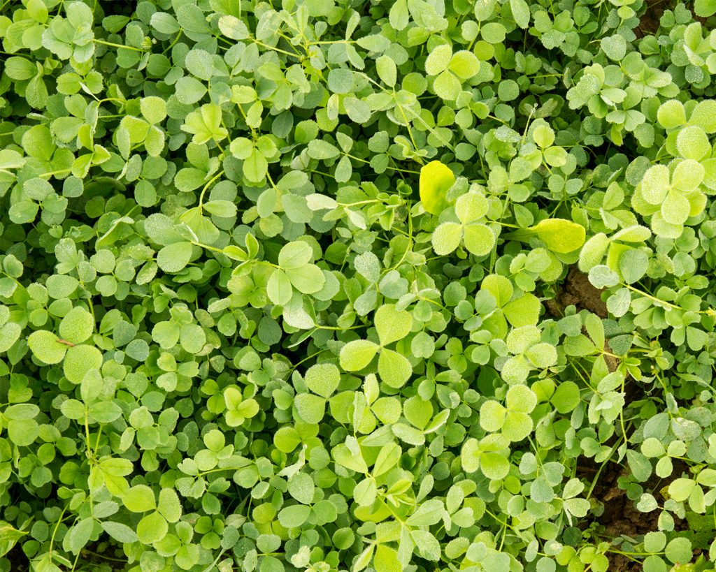 Premium food plot seeds and hunting gear buck it ready