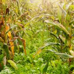 Corn and radish food plot