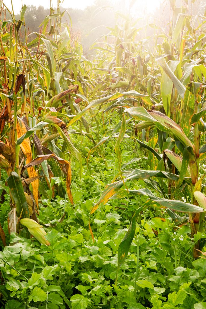 Corn and radish food plot