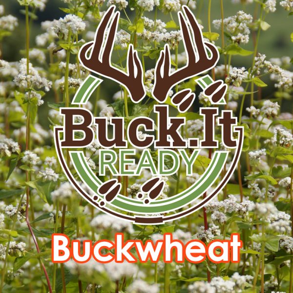 Buck.It Ready Buckwheat