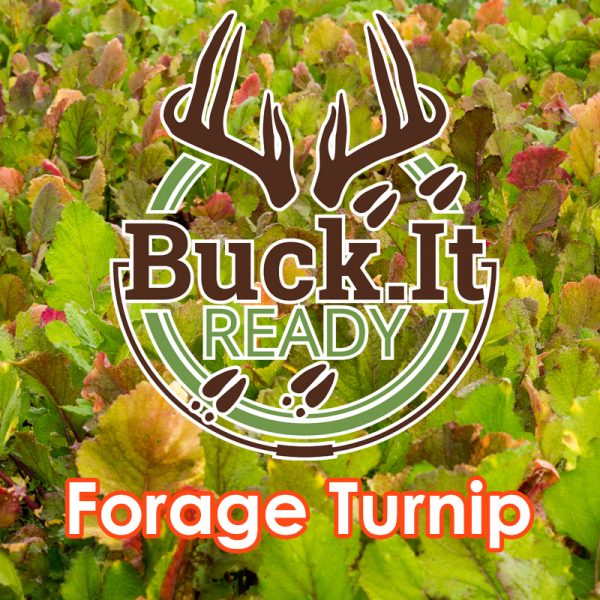 Buck.It Ready Forage Turnip